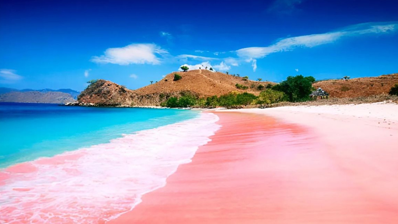 Pesona Pantai Pink di Komodo: Keindahan Alam yang Unik